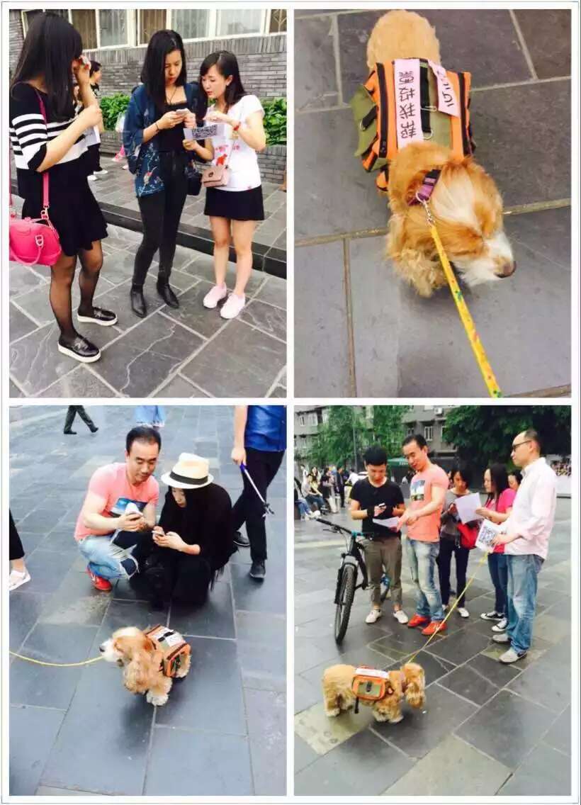 狗狗投票活动